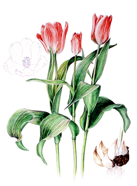 第4回ーチューリップを描く Botanical Art Salon