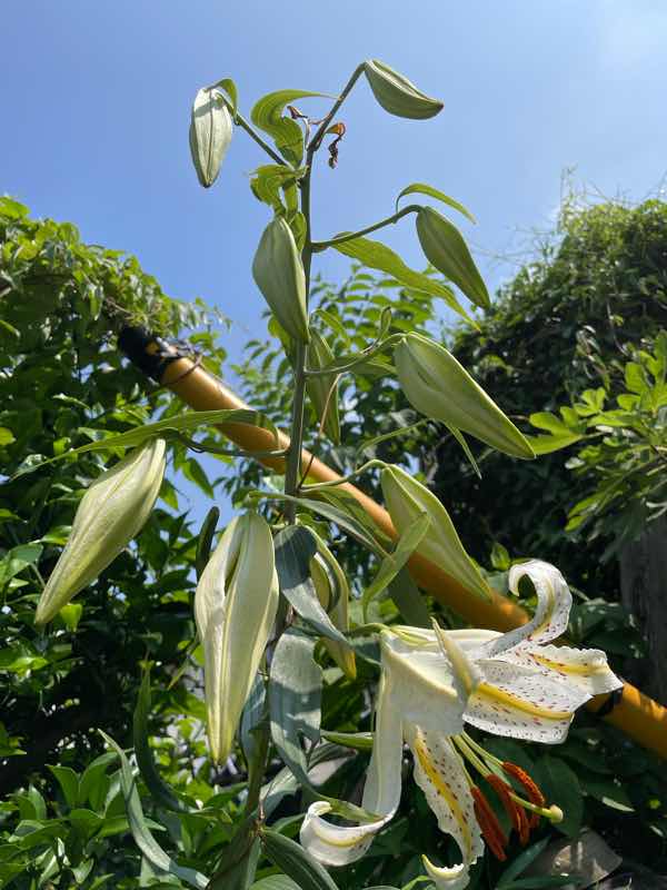 画像の説明 画像の説明