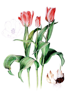 開閉するチューリップの花の仕組み 花のある生活 Botanical Art Salon