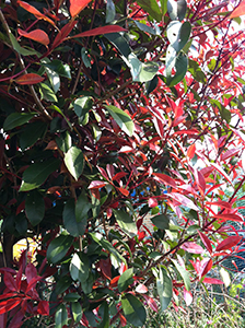 春に紅葉 赤い若葉の謎 花のある生活 Botanical Art Salon