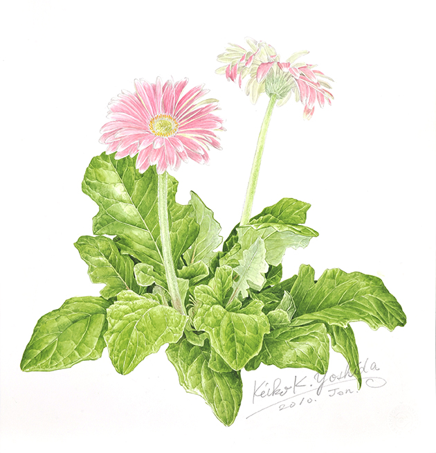 植物画ウェブ講座にガーベラを描くを掲載しました 花のある生活 Botanical Art Salon