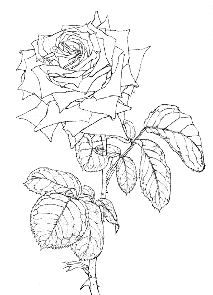 第1回ーバラを描く デッサン編 Botanical Art Salon