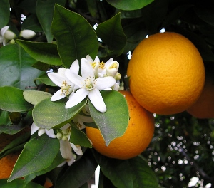 オレンジの実と花