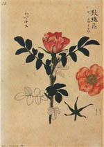 日本植物誌～ハマナス - 花のある生活 - Botanical Art Salon