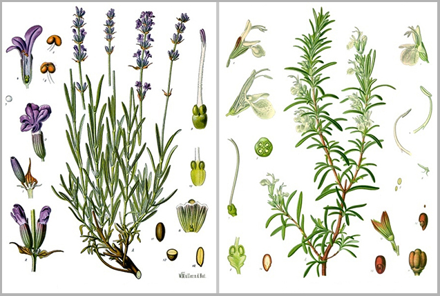 認知症に効果期待 アロマセラピーにみる植物の力とは 花のある生活 Botanical Art Salon