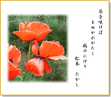 罌粟の花