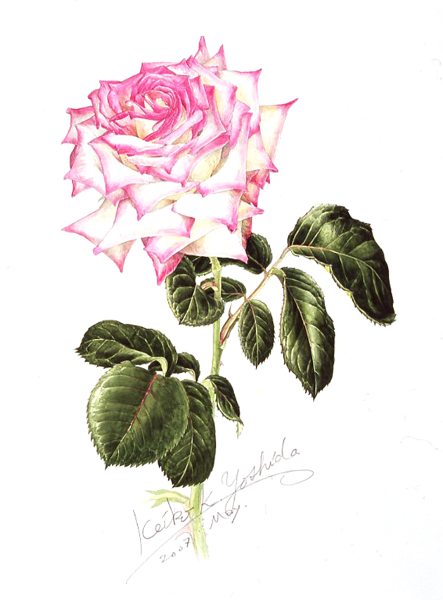 バラ・シルバーライニング