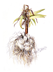 スカシユリの鱗茎
